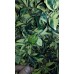 Мандарин (Citrus variegata mitis)